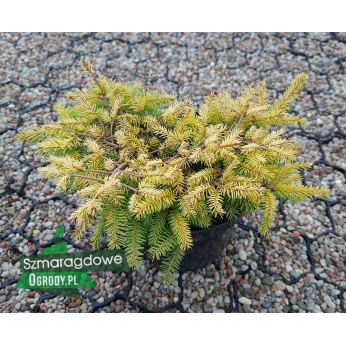 Świerk pospolity - VERMONT GOLD - Picea abies 
