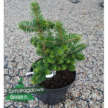 Jodła koreańska - AGISZ - Abies koreana