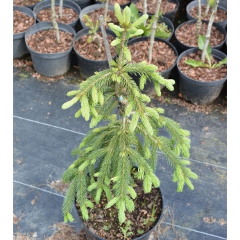 Świerk biały - PENDULA - Picea glauca