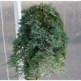 Jałowiec płożący - WILTONII - szczepiony na pniu 100cm - Juniperus horizontalis