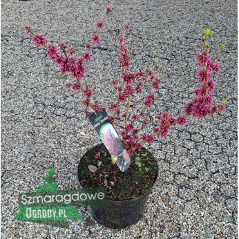 Judaszowiec chiński - AVONDALE - Cercis chinensis