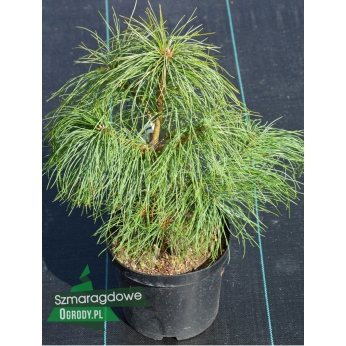 Sosna himalajska - Pinus Wallichiana ( P. griffithii)