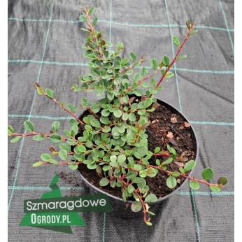 Irga płożąca - QUEEN OF CARPETS - Cotoneaster procumbens