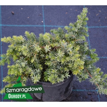 Jałowiec nadbrzeżny - EMERALD SEA - Juniperus conferta 