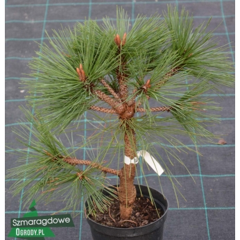 Sosna Jeffreya - JOPPI - Pinus jeffreyi 