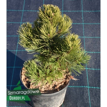 Sosna bośniacka - MALINKI -  Pinus leucodermis
