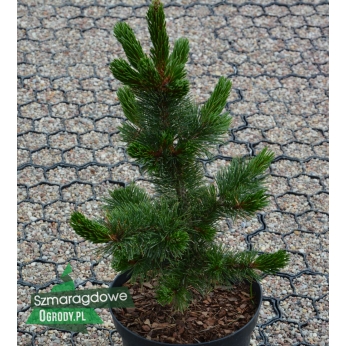Sosna oścista - Pinus aristata