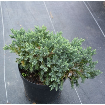 Jałowiec łuskowaty - BLUE STAR - Juniperus squamata
