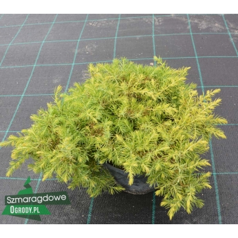 Jałowiec nadbrzeżny - ALLGOLD - Juniperus conferta