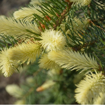 Świerk kłujący - JAN BYCZKOWSKI - Picea Pungens 