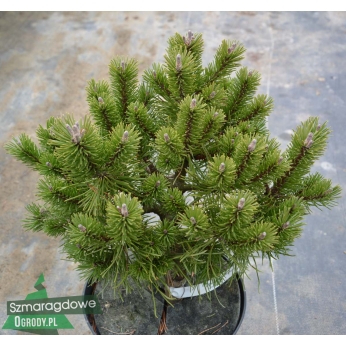 Sosna gÃ³rska (hakowata) - LITOMYÅšL - Pinus mugo ssp.uncinata
