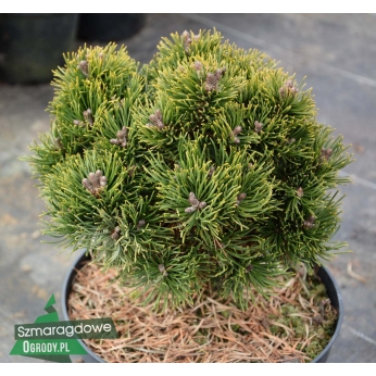 Sosna górska - PICOBELLO - Pinus mugo 