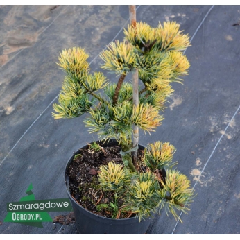Sosna drobnokwiatowa - FUKAI -Pinus parviflora