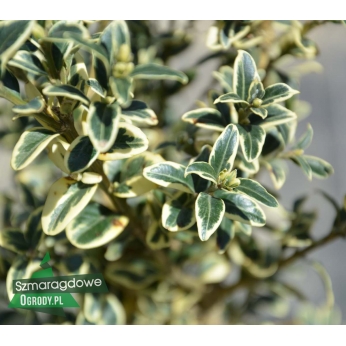 Bukszpan wieczniezielony - VARIEGATA - Buxus sempervirens
