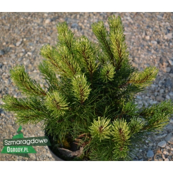 Sosna górska - SUNSHINE - Pinus mugo