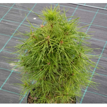 Sosna pospolita - XAWERY - Pinus sylvestris 