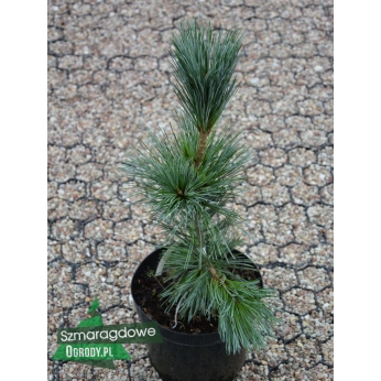 Sosna giętka - VANDERWOLF'S PYRAMID - Pinus flexilis