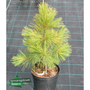 Sosna wejmutka - LOUIE - Pinus strobus