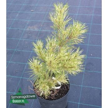 Sosna gęstokwiatowa - RAINBOW - Pinus densiflora 