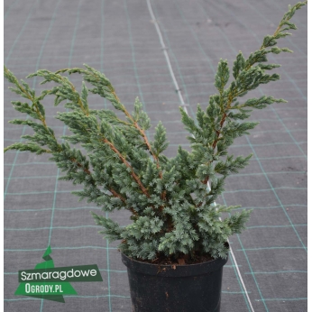 Jałowiec łuskowaty - MEYERI - Juniperus squamata