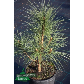 Sosna czarna - MARITIMA - Pinus nigra