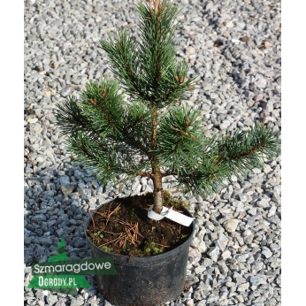 Sosna górska (kosodrzewina) - GNOM - Pinus mugo
