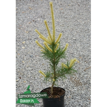 Sosna pospolita - BIAŁOGON - Pinus sylvestris
