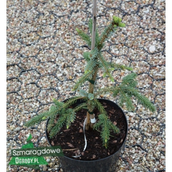 Świerk serbski - PENDULA BRUNS - Picea omorica