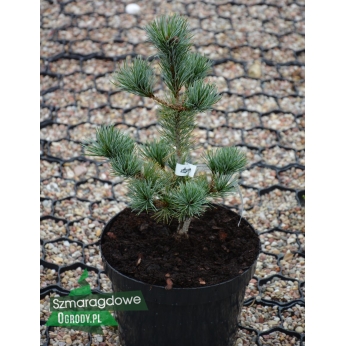 Sosna drobnokwiatowa - NEGISHI - Pinus parviflora 