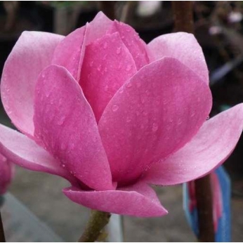 Magnolia  pośrednia - CLEOPATRA  ® - Magnolia Soulangea 