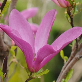 Magnolia - SUSAN  - Magnolia