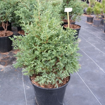 Cyprysik groszkowy - BOULEVARD - Chamaecyparis pisifera