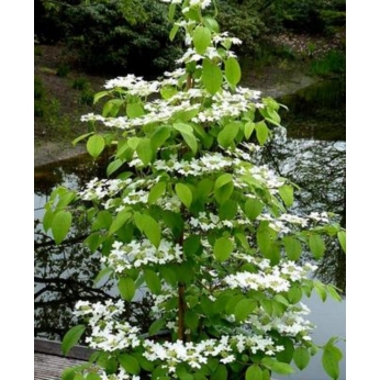 Kalina japońska - KILIMANJARO - Viburnum plicatum