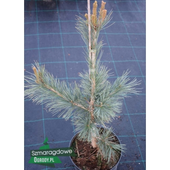Sosna giętka - PENDULA - Pinus flexilis