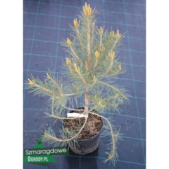 Sosna jednoigielna - Pinus monophylla 