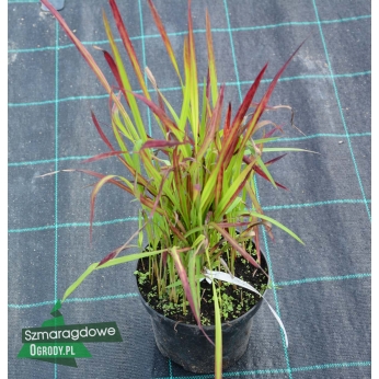 Imperata cylindryczna - RED BARON - Imperata cylindrica