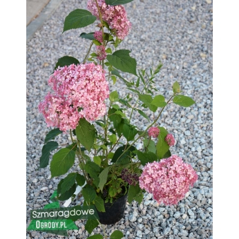 Hortensja drzewiasta - PINK ANNABELLE ® - Hydrangea arborescens