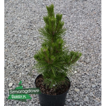 Sosna Thunberga - SAYONARA - Pinus thunbergii 