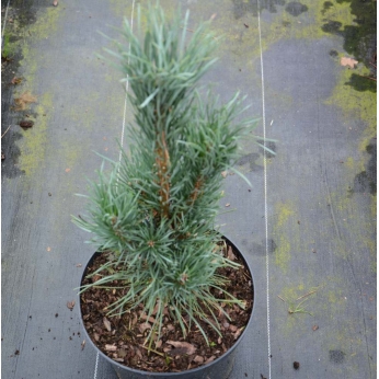 Sosna pospolita - FASTIGIATA - Pinus sylvestris