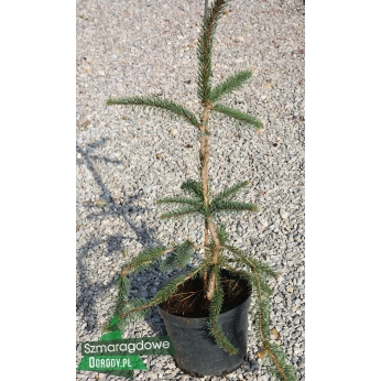 Świerk pospolity - VIRGATA (wężowy) - Picea Abies 