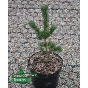 Sosna drobnokwiatowa - TEMPELHOF - Pinus parviflora