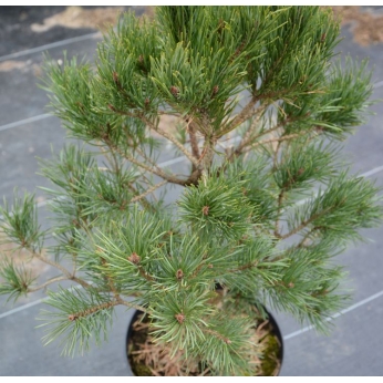 Sosna pospolita - WATERERI - Pinus sylvestris 