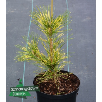 Sosna thunberga - SHIROME JANOME - Pinus thunbergii