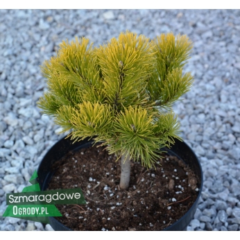 Sosna górska - PIETRA CRAIULUI - Pinus mugo
