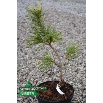 Sosna koreańska - DRAGON EYE -  Pinus koraiensis