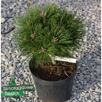 Sosna czarna - BREPO Pierrick Bregeon ® - Pinus nigra