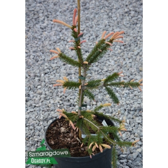 Świerk pospolity - ROSEOSPICATA - Picea abies