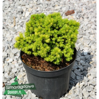 Świerk biały - DENDROFARMA GOLD® - Picea glauca