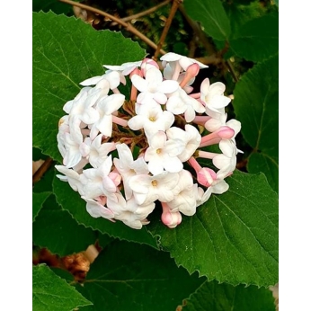 Kalina koreańska - Viburnum carlesi