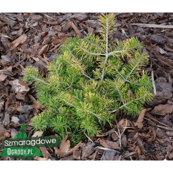 Sosna pospolita - TROLLGULD - Pinus sylvestris 